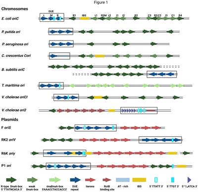 Toward an understanding of the DNA replication initiation in bacteria